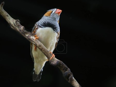 Photo for Zebra Finch (Taeniopygia guttata) perched on a branch against black background - Royalty Free Image