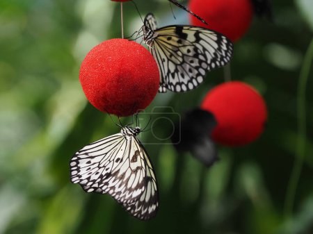 Baumnymphe (Idea leuconoe) auf aromatischen roten Kugeln, die Insekten anlocken