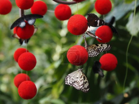 Baumnymphe (Idea leuconoe) auf aromatischen roten Kugeln, die Insekten anlocken