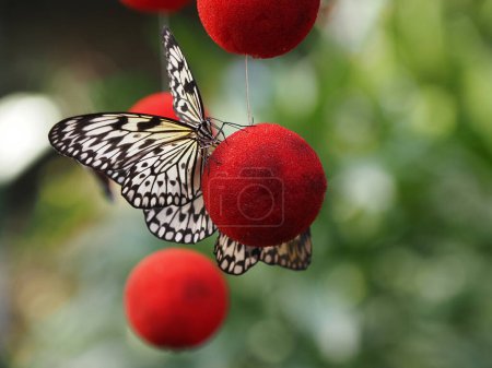 Árbol ninfa (Idea leuconoe) en las bolas rojas aromáticas que atraen insectos