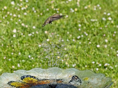 Female Anna's hummingbird playing and drinking in the water fountain in birdbath