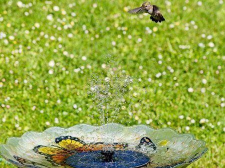 Colibri femelle Anna jouer et boire dans la fontaine d'eau dans le bain d'oiseaux