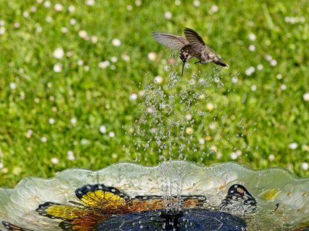 Female Anna's hummingbird playing and drinking in the water fountain in birdbath