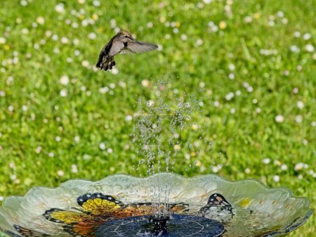 Colibri femelle Anna jouer et boire dans la fontaine d'eau dans le bain d'oiseaux