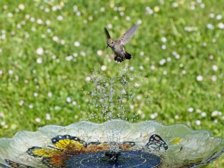 Weibchen Annas Kolibri spielt und trinkt im Brunnen im Vogelbad