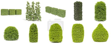 3d rendering - set of ornamental garden shrub