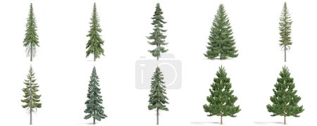 3d rendering - coniferous trees set on white background