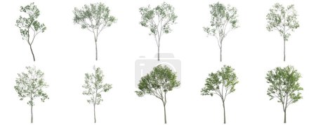 Photo for 3d render - set of trees on white background - Royalty Free Image