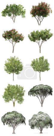 Foto de 3d render - conjunto de árboles sobre fondo blanco - Imagen libre de derechos