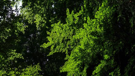 hojas verdes en el bosque