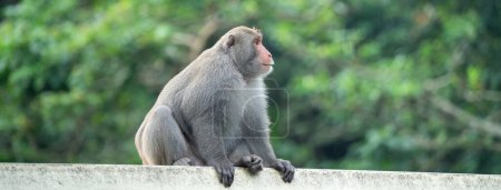 Photo for Wild Formosan macaque, Formosan rock monkey also named Taiwanese macaque in Taiwan are eating and take care of others. - Royalty Free Image