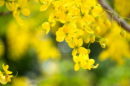 Foto de Hermosa fístula de Cassia lluvia dorada, flores de lluvia dorada floreciendo en el árbol en Taiwán. - Imagen libre de derechos