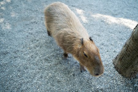 Photo for Cute capybara (the biggest mouse) walking and eating in Taiwan. - Royalty Free Image