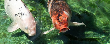 Photo for Two koi fish are swimming in a pond. - Royalty Free Image