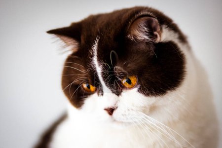 Muy guapo British Shorthair gato macho con ojos marrones muy grandes. Tiene un abrigo blanco sedoso y marrón chocolate.
