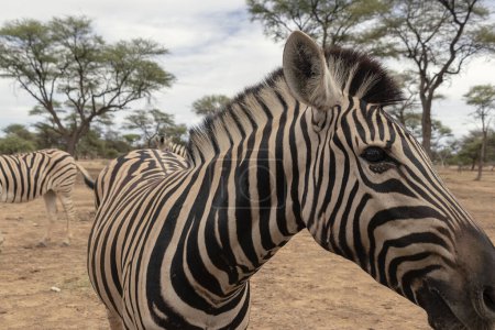 Téléchargez les photos : Wild african life.  Namibian mountain zebra standing in the middle of the savannah. - en image libre de droit