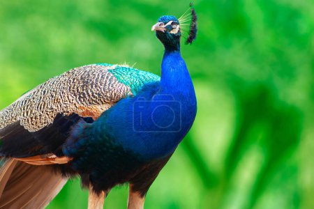 Téléchargez les photos : Wild african bird. Portrait of a bright male peacock on a blurred background - en image libre de droit