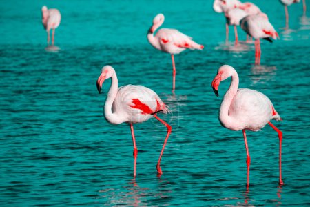 Téléchargez les photos : Oiseaux sauvages africains. Groupe d'oiseaux de flamants roses africains marchant autour de la lagune et à la recherche de nourriture - en image libre de droit