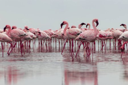 Téléchargez les photos : Oiseaux sauvages africains. Groupe d'oiseaux de flamants roses africains marchant autour du lagon bleu - en image libre de droit