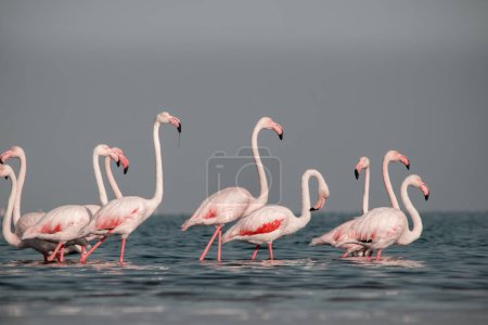 Photo for Wild african birds. Group birds of pink african flamingos  walking around the blue lagoon on a sunny day - Royalty Free Image