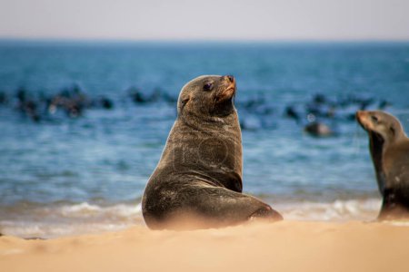Wildlife animals. Fur seal babies enjoy the heat of the sun at the Cape Cross seal colony in Namibia, Africa. 