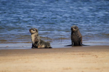 Téléchargez les photos : Animaux sauvages. Les bébés phoques à fourrure profitent de la chaleur du soleil dans la colonie de phoques de Cape Cross en Namibie, en Afrique. - en image libre de droit
