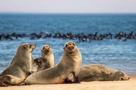 Wildlife animals. Fur seals colony enjoy the heat of the sun at the Cape Cross seal colony in Namibia, Africa. 