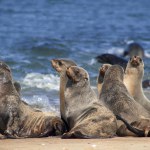 Wildlife animals. Fur seals colony enjoy the heat of the sun at the Cape Cross seal colony in Namibia, Africa. 