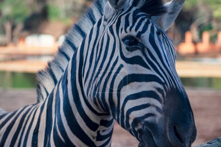 Photo for Wild african life.  Close-up Namibian mountain zebra - Royalty Free Image