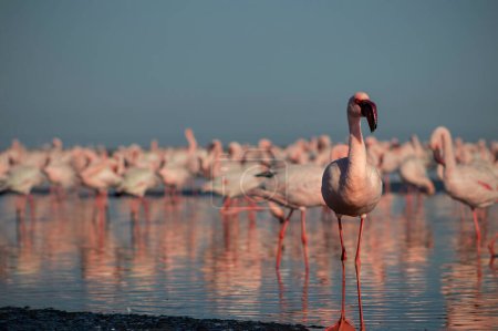 Photo for Wild african birds. Group of red african flamingos  walking around the blue lagoon on a sunny day - Royalty Free Image
