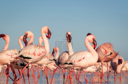 Téléchargez les photos : Oiseaux sauvages africains. Groupe de flamants roses rouges africains marchant autour de la lagune bleue par une journée ensoleillée - en image libre de droit