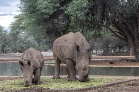 Téléchargez les photos : Rhinocéros blanc ou rhinocéros à lèvres carrées avec son nouveau-né dans le parc national d'Etosha, en Namibie. - en image libre de droit
