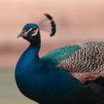 Portrait of a bright male peacock on a blurred background