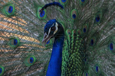 Photo for Portrait of beautiful colored male peacock with tail feathers out. - Royalty Free Image