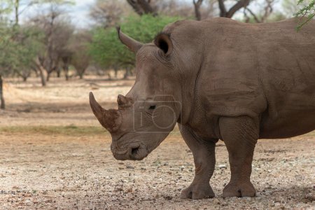 Animales salvajes africanos. Retrato de un macho blanco Rhino pastando en el Parque Nacional Etosha, Namibia. 