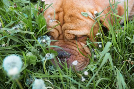 Funny labrador dog sleeps in the grass outside on summer vacation holidays.