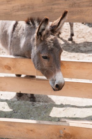 Photo for Curious beautiful donkey behind the fence. - Royalty Free Image