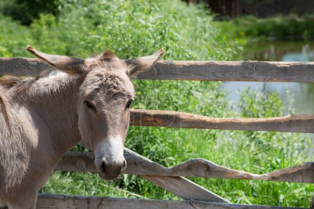 Photo for Curious beautiful donkeys behind the fence. - Royalty Free Image