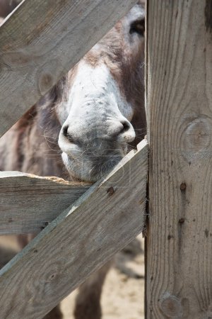 Photo for Curious donkey sticks his nose through the openings in the wooden fence. Livestock. - Royalty Free Image