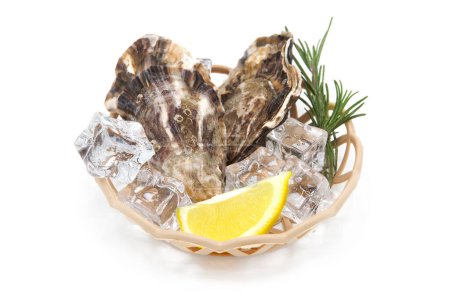 Frische Austern mit Rosmarinzweigen und Zitronenscheiben liegen in einem Korb mit Eiswürfeln. Meeresfrüchte.