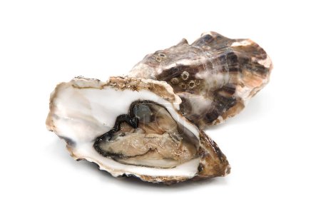 Frisch geöffnete Auster isoliert auf weißem Hintergrund. Meeresfrüchte.