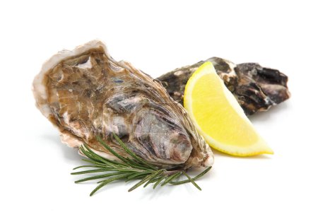 Frische Austern mit Zitronenscheiben und Rosmarinzweig isoliert auf weißem Hintergrund. Meeresfrüchte.