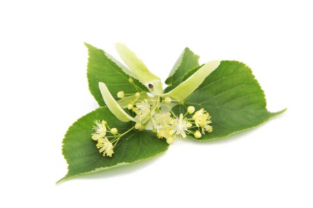 Linden flower isolated on white background. Phytotherapy.
