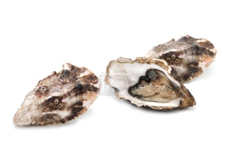 Frisch geöffnete und geschlossene Austernschale isoliert auf weißem Hintergrund. Meeresfrüchte.