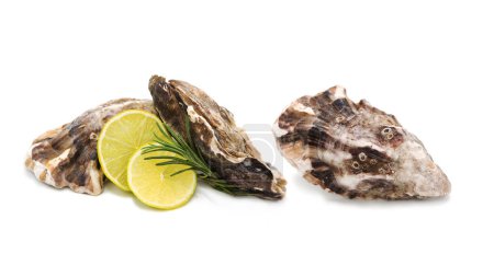 Frisch geschlossene Schalen Austern mit Zitronenscheiben und Rosmarinzweig isoliert auf weißem Hintergrund. Meeresfrüchte.