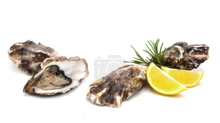 Frisch geöffnete und geschlossene Austern mit Zitronenscheiben und Rosmarinzweig auf weißem Hintergrund. Meeresfrüchte.