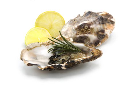 Fresh opened oysters with lemon slices and rosemary sprig isolated on white background. Seafood.