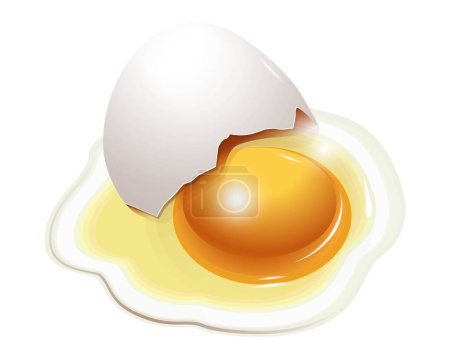 Ilustración de Huevo crudo roto con cáscara. Dibujo vectorial. Yema de huevo de gallina. Fondo blanco. Concepto de producto alimenticio en la cocina. - Imagen libre de derechos