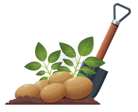 Autumn harvest, digging potatoes from the ground. Graphic drawing of sandy soil, black soil, a shovel and a bush sticking out of the ground, young potatoes. Close-up. Vector. Spring-autumn season. Agriculture
