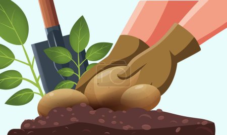 Autumn harvest, digging potatoes from the ground. The concept of harvesting with your hands from sandy soil, black soil, a shovel and a bush sticking out of the ground, young potatoes. Close-up. Vector. Spring-autumn season.